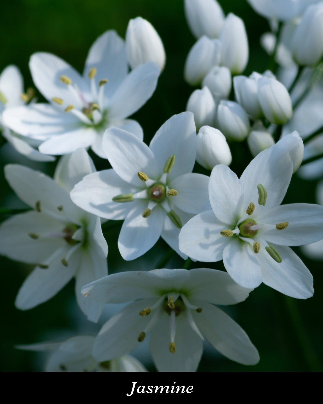 Irresistible White(イレジスティブルホワイト) ヘアパフューム 15ml