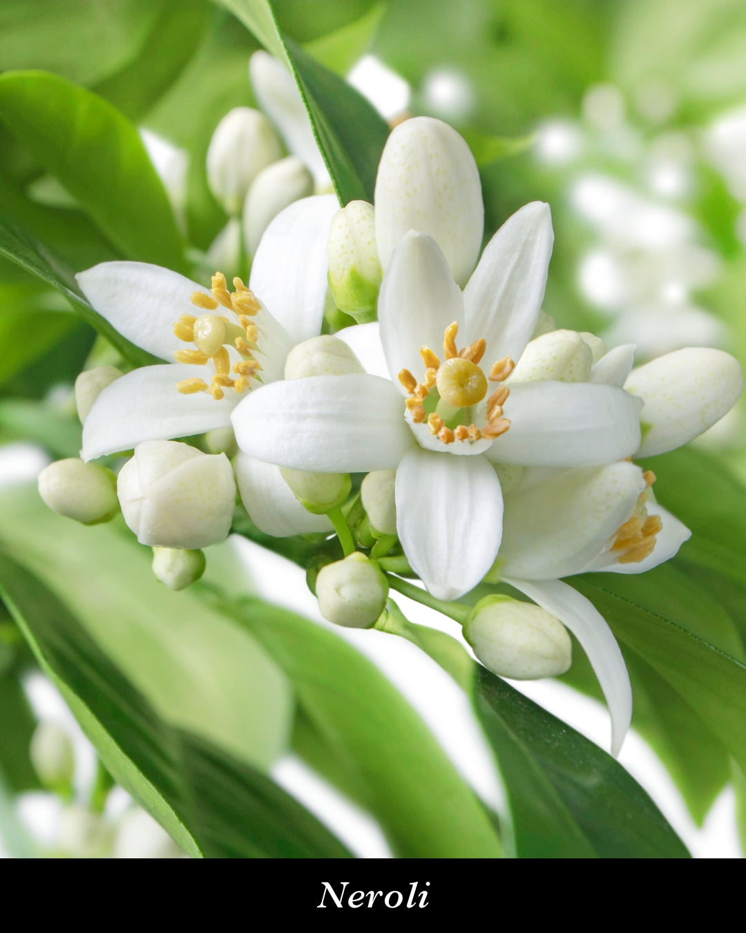 Irresistible White(イレジスティブルホワイト) ヘアパフューム 15ml