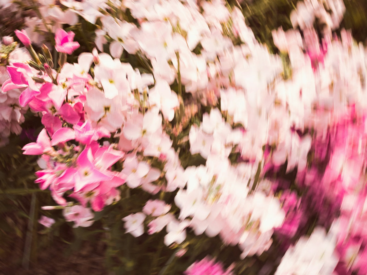季節のうつろいを感じさせる、やわらかなピンクと白の花々